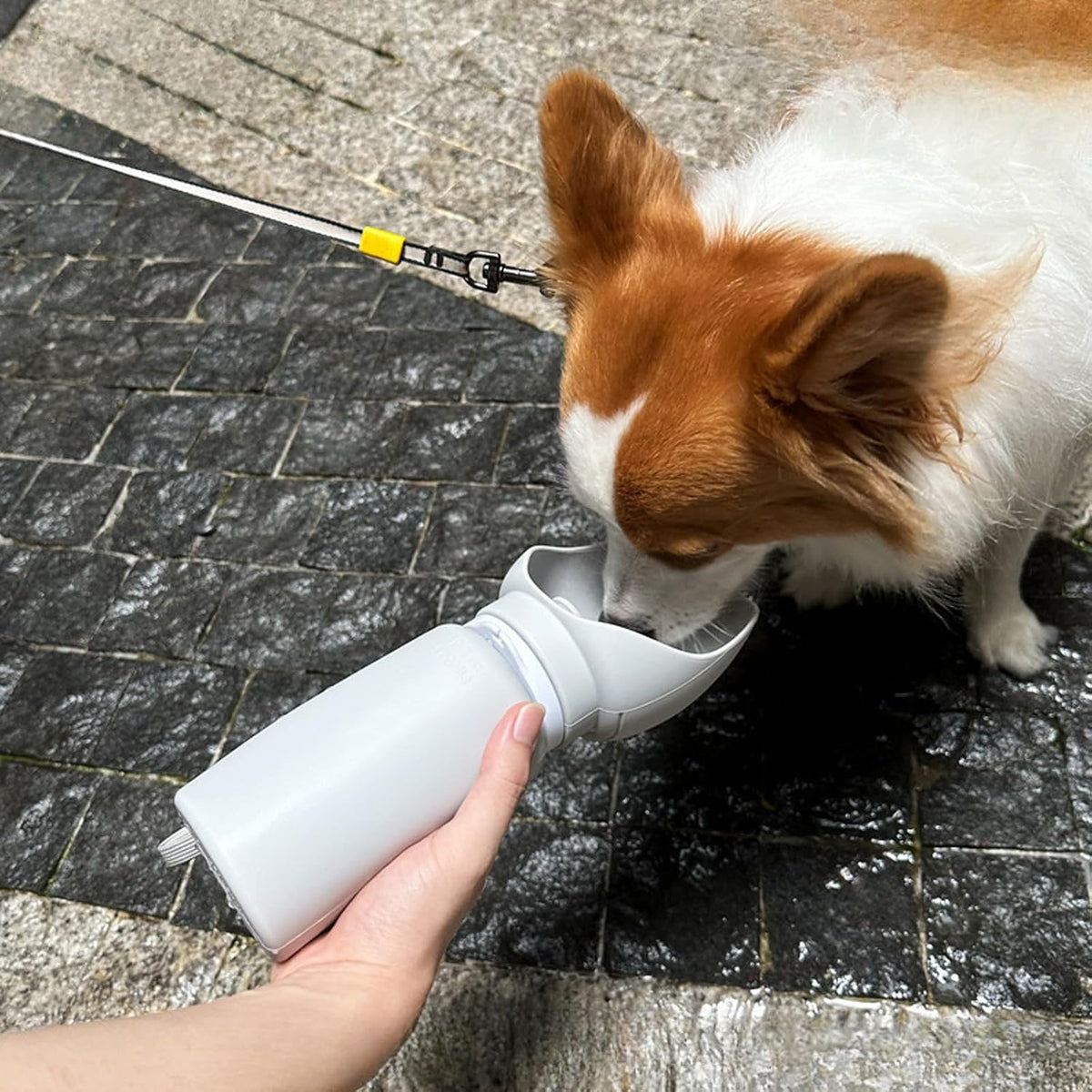 Portable Dog Water Bottle | Perfect for Walking, Hiking and Outdoors, 18.6Oz/550Ml